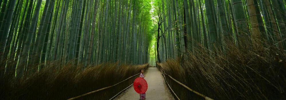 foresta di bambù giappone